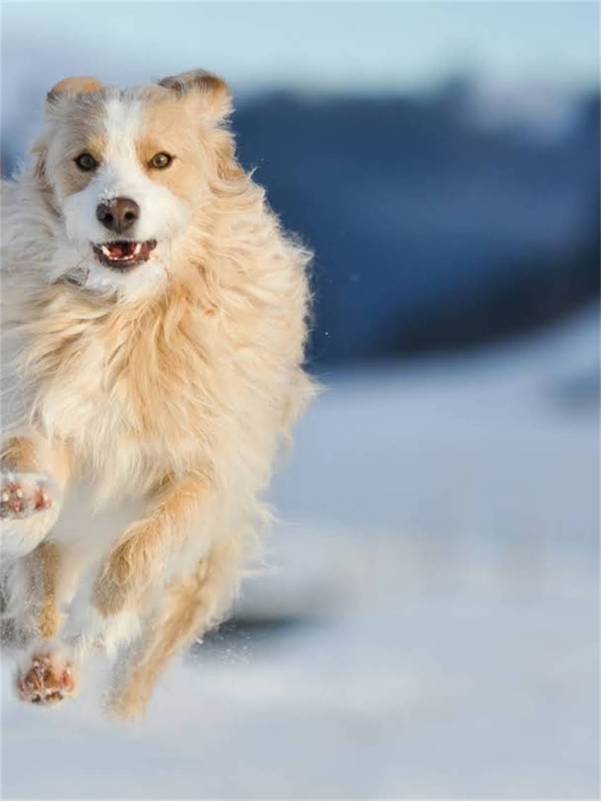 图片 如何科学判断猫咪是否纯种？8大特征对比+基因检测全.jpg