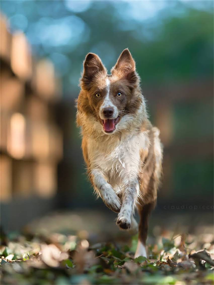 图片 如何科学判断猫咪是否纯种？8大特征对比+基因检测全1.jpg