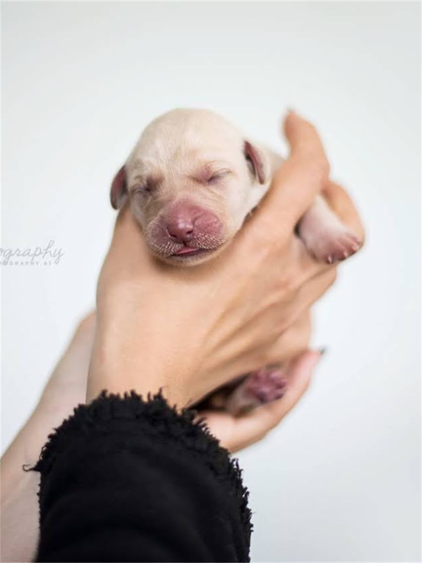 图片 如何科学判断猫咪是否纯种？8大特征对比+基因检测全2.jpg