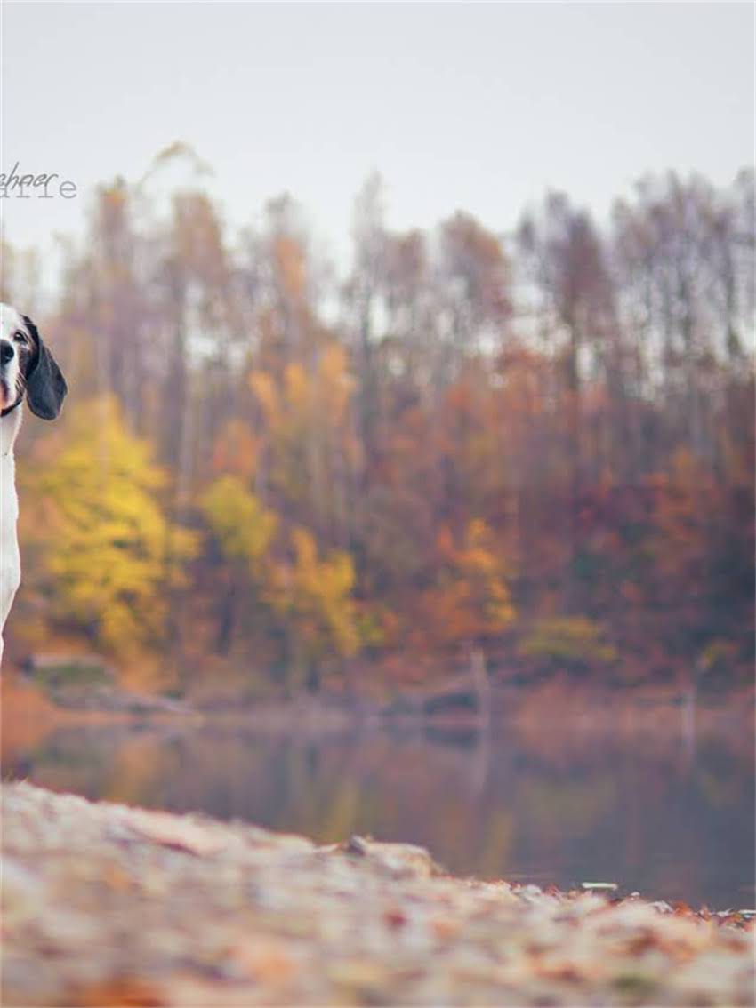 图片 如何科学判断萨摩耶年龄：从外貌特征到健康管理的全攻略.jpg