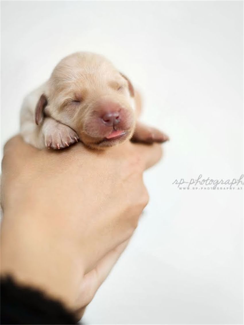 图片 如何科学判断萨摩耶年龄：从外貌特征到健康管理的全攻略1.jpg