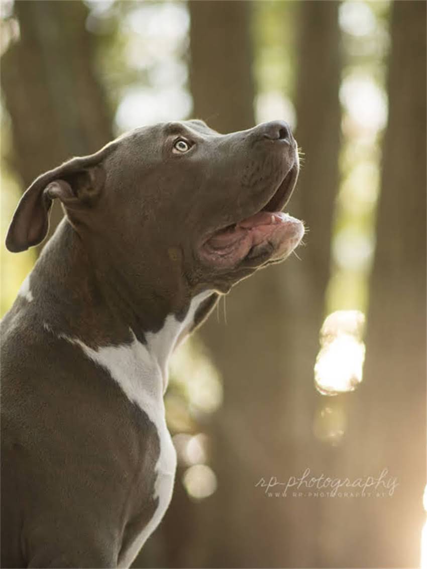 图片 如何科学判断萨摩耶年龄：从外貌特征到健康管理的全攻略2.jpg