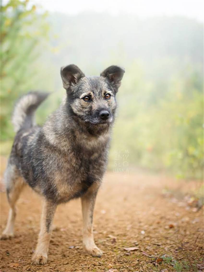 图片 如何科学喂养哈士奇幼犬？最新狗粮选购指南与营养配比方案2.jpg