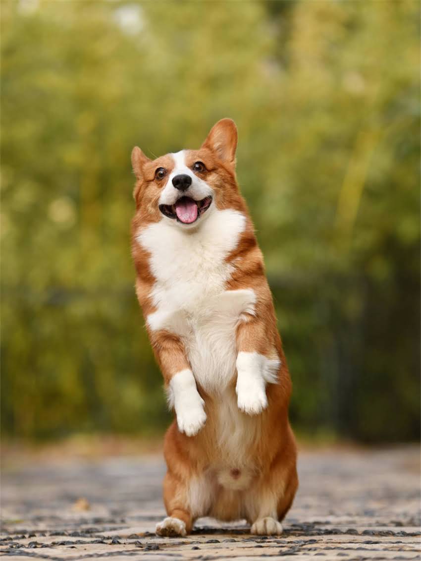 图片 如何科学应对阿拉斯加雪橇犬爆冲行为：专业训练指南与预防方案1.jpg