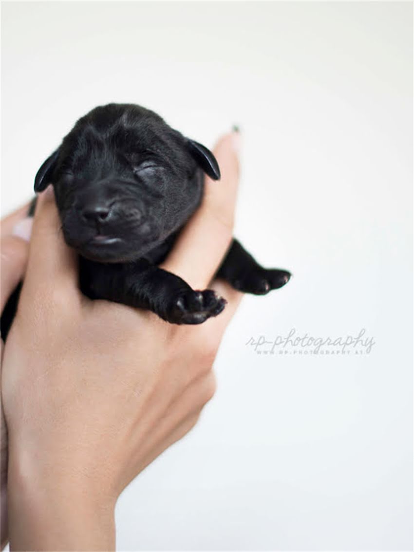 图片 如何科学挑选雪纳瑞幼犬：5大黄金比例标准与避坑指南.jpg