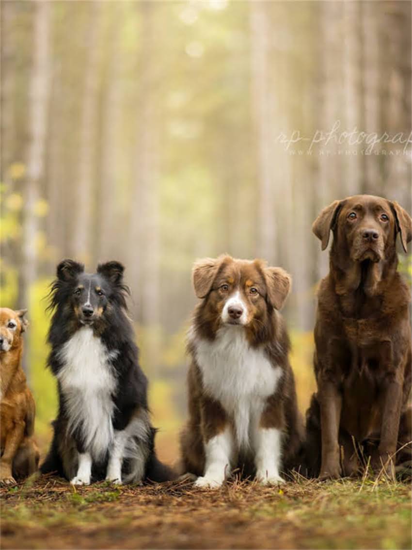 图片 如何科学挑选雪纳瑞幼犬：5大黄金比例标准与避坑指南2.jpg