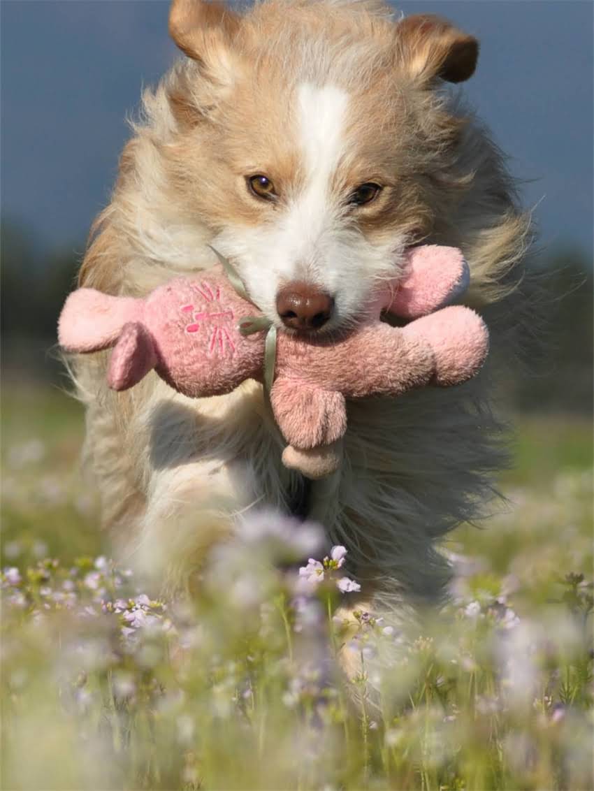 图片 如何科学训练小狗跟随跑步？5大黄金法则+30天训练计划（附失败案例）.jpg