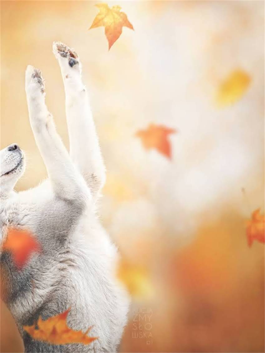 图片 如何科学训练小狗跟随跑步？5大黄金法则+30天训练计划（附失败案例）2.jpg