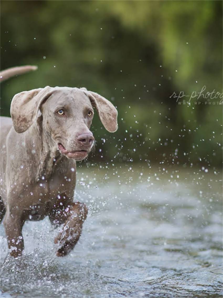 图片 如何科学训练德国牧羊犬服从指令与饮食管理（附5大训练技巧+营养方案）1.jpg