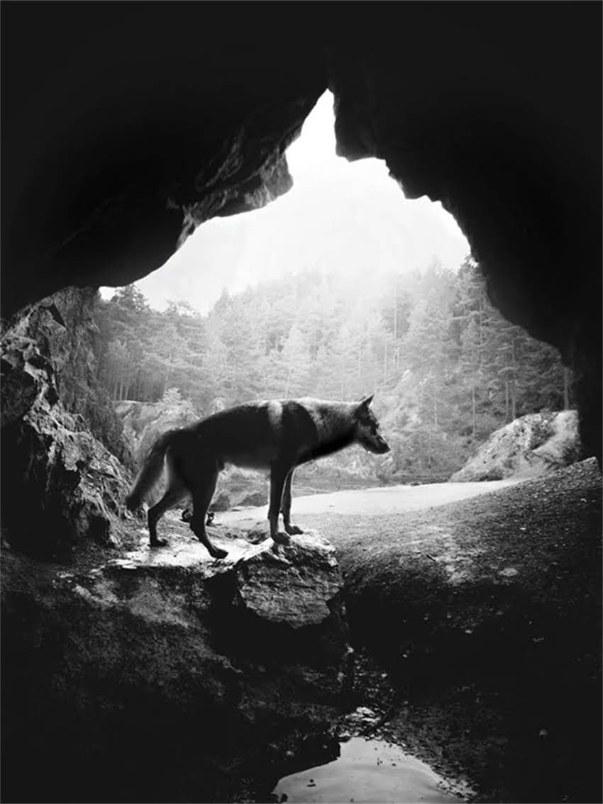 图片 如何科学训练德国牧羊犬服从指令与饮食管理（附5大训练技巧+营养方案）2.jpg