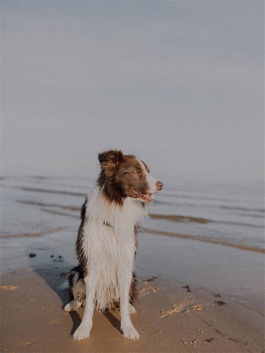 图片 如何科学辨别比熊犬是否纯种？5大核心特征+3类避坑指南（附血统证书验证全流程）1.jpg