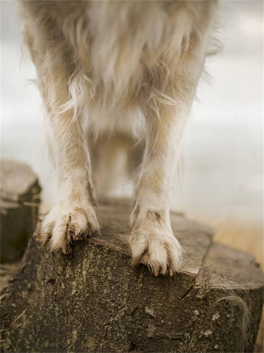 图片 如何科学辨别纯种边牧？5大核心标准+饲养指南助您选到优质犬只.jpg