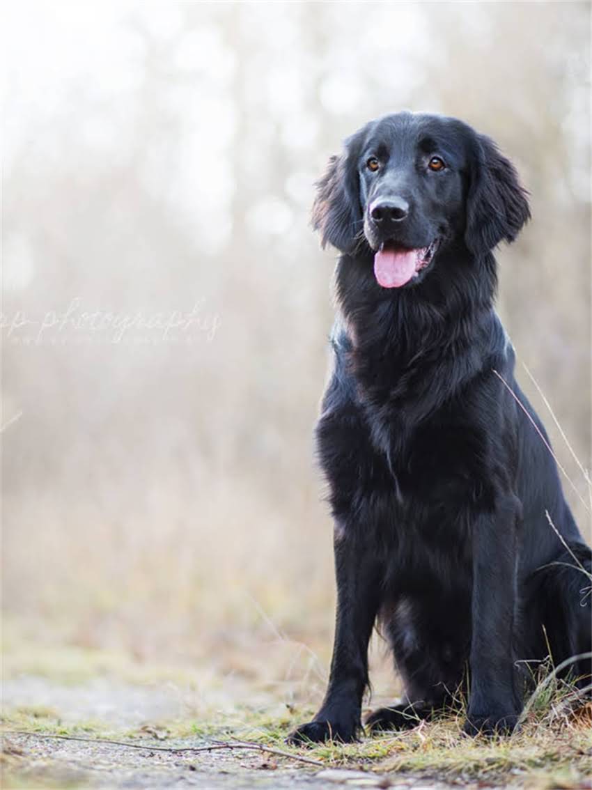 图片 如何科学辨别纯种边牧？5大核心标准+饲养指南助您选到优质犬只2.jpg