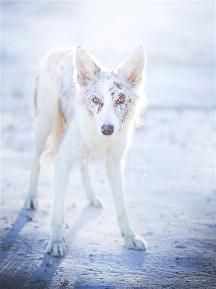 图片 如何科学选择狗粮解决狗狗体味问题及毛发护理全指南.jpg