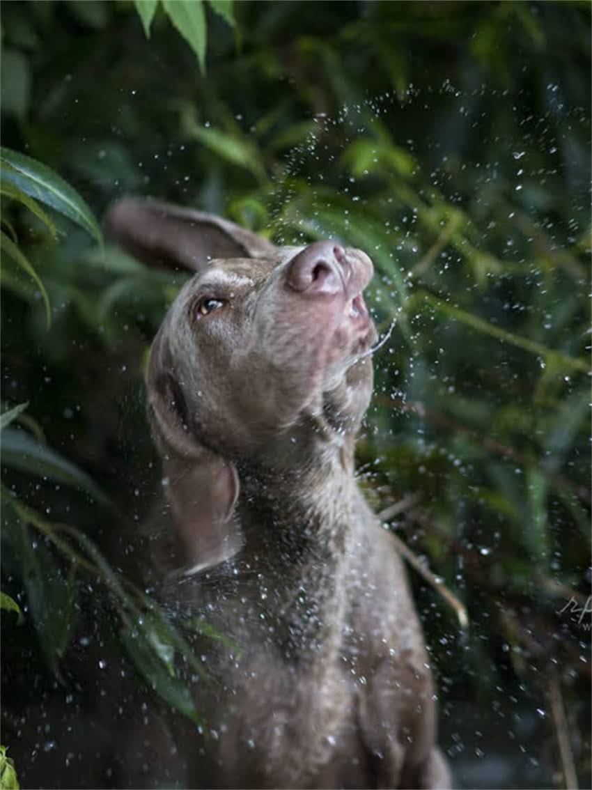 图片 如何科学选择狗粮解决狗狗体味问题及毛发护理全指南1.jpg
