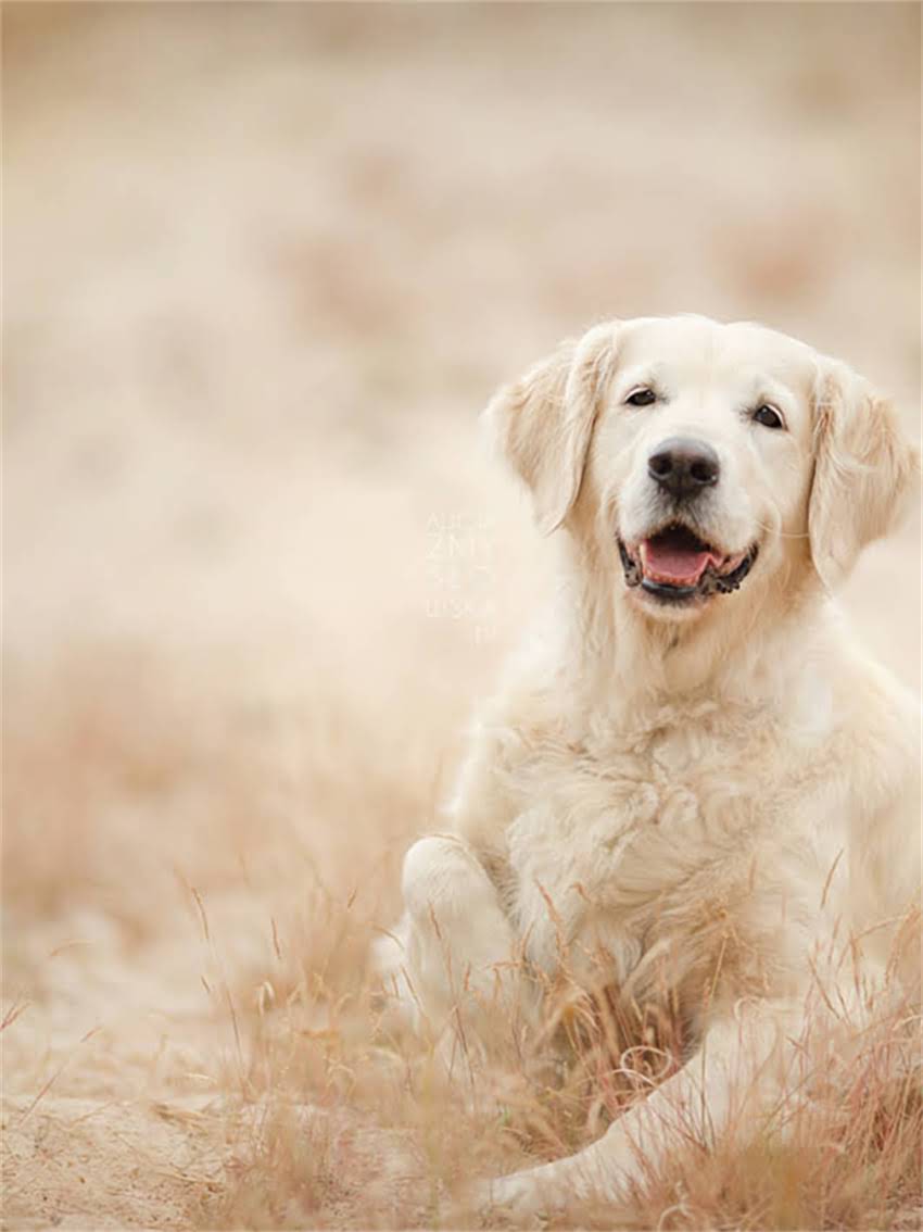图片 如何科学选择狗粮解决狗狗体味问题及毛发护理全指南2.jpg