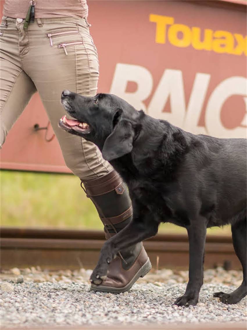 图片 如何科学选购纯种狗狗？最新犬舍推荐及避坑指南（附权威购买渠道）.jpg