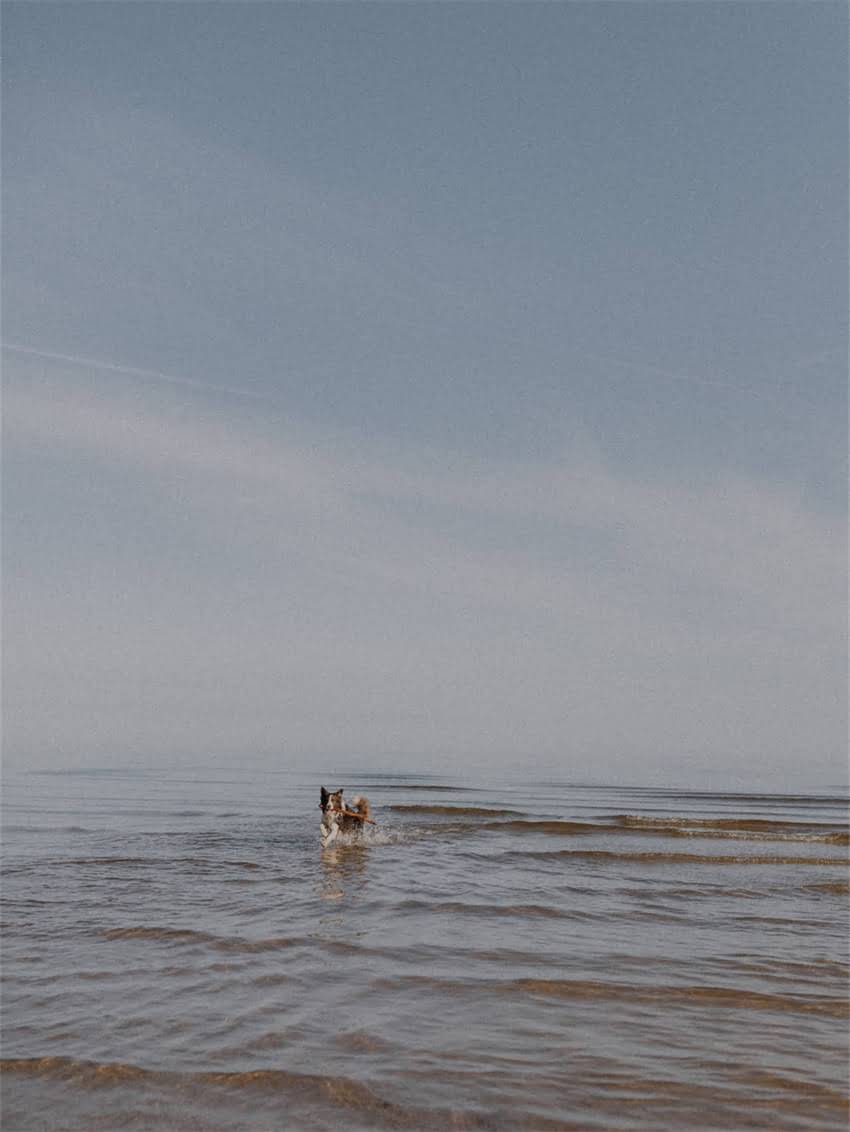 图片 如何科学选购纯种狗狗？最新犬舍推荐及避坑指南（附权威购买渠道）2.jpg