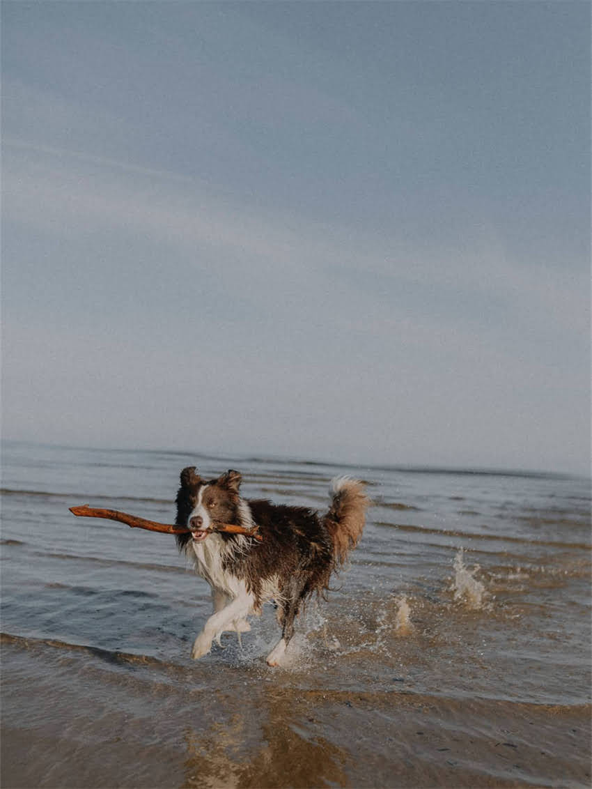 图片 如何科学鉴别比熊犬品种特征与选购指南（附对比图谱）.jpg