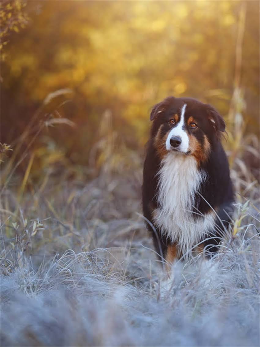 图片 如何科学鉴别比熊犬品种特征与选购指南（附对比图谱）2.jpg