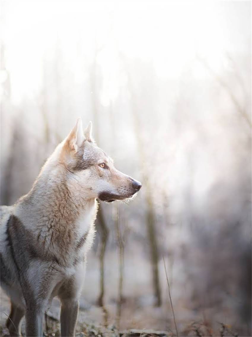 图片 如何纠正阿拉斯加犬行为问题：专业训犬师的7大教育方案2.jpg