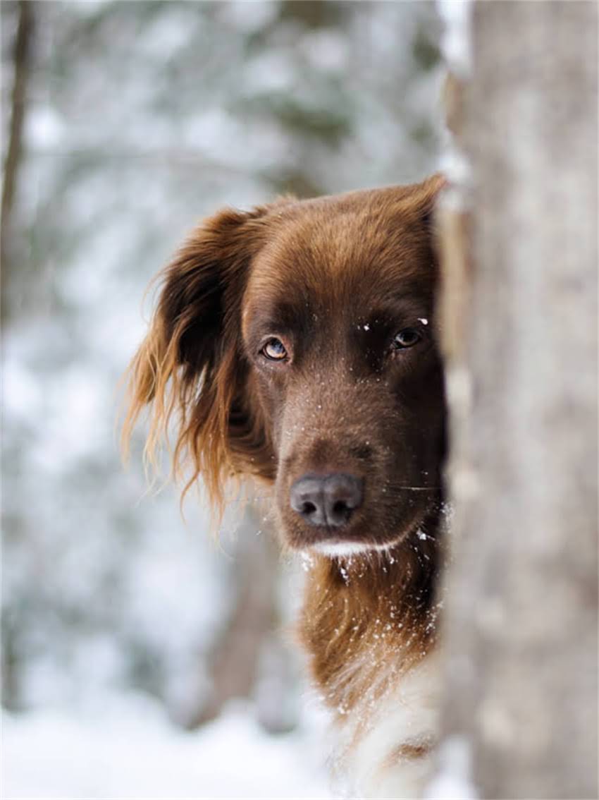 图片 如何训练大白熊犬：5大核心技巧+常见问题全（附训练计划表）2.jpg