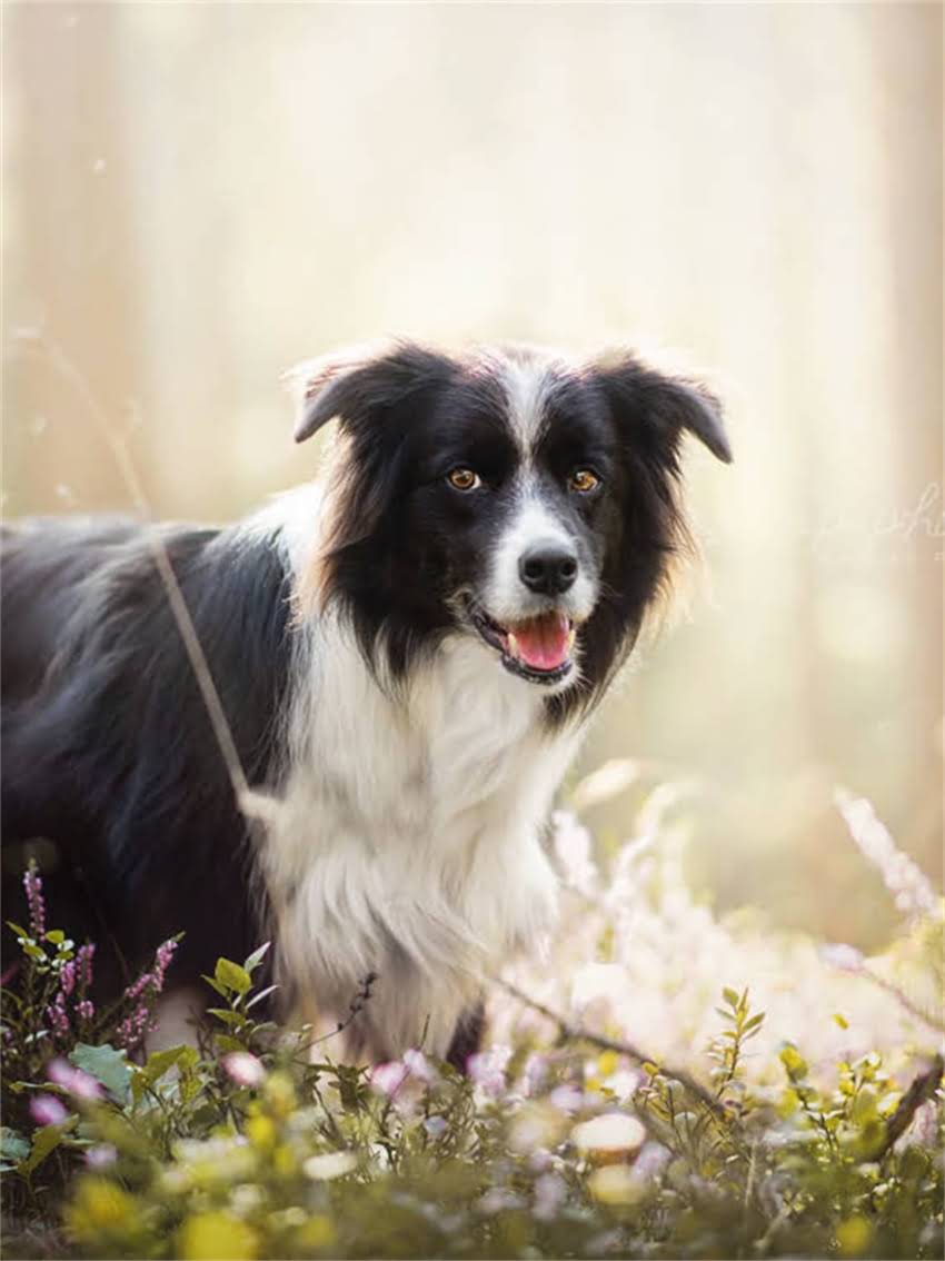 图片 如何辨别纯种成年金毛犬？5大特征+3种方法助您轻松判断1.jpg