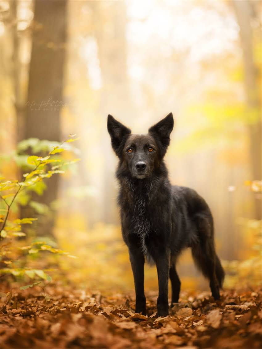 图片 如何辨别纯种拉布拉多犬？5大特征+血统证书全1.jpg