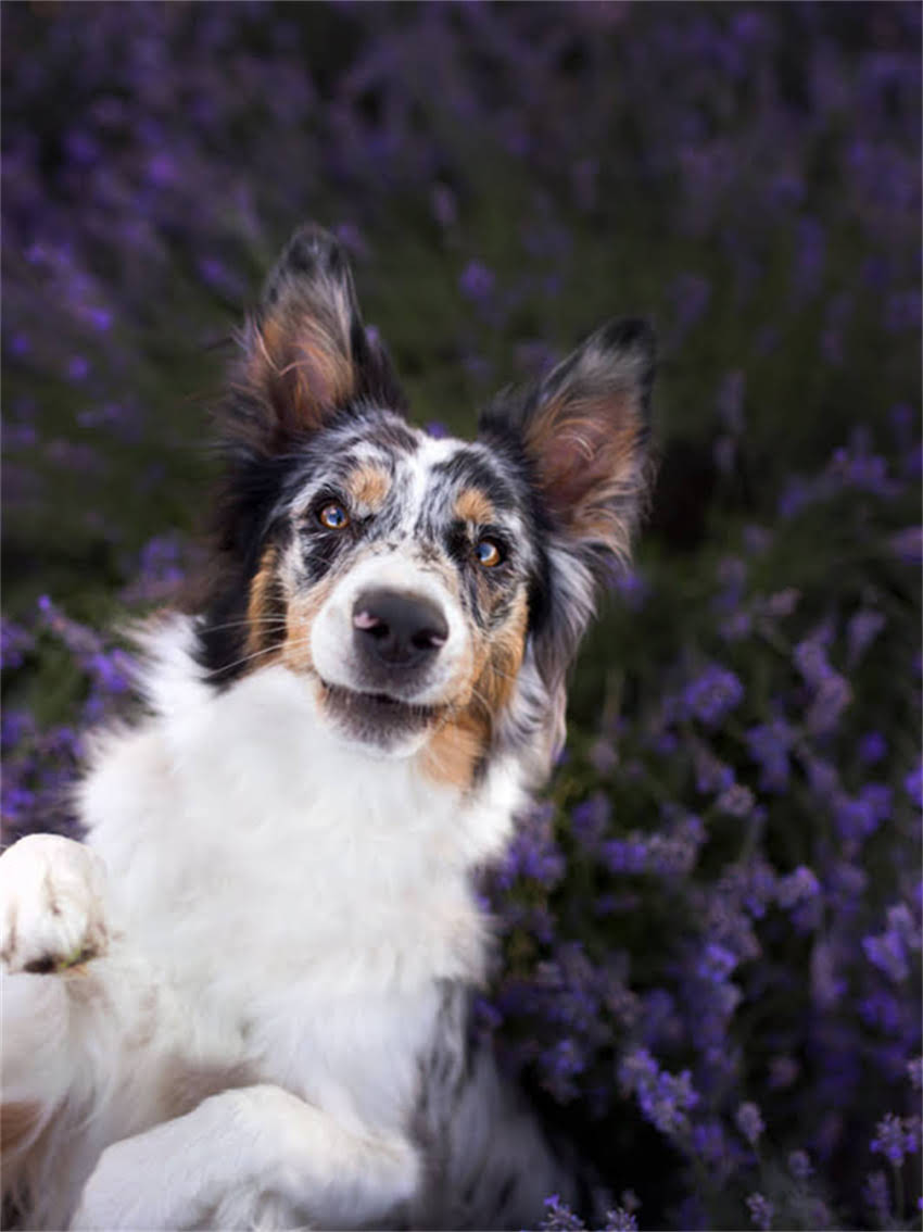 图片 如何辨别纯种西施犬：最新认证指南与饲养要点.jpg