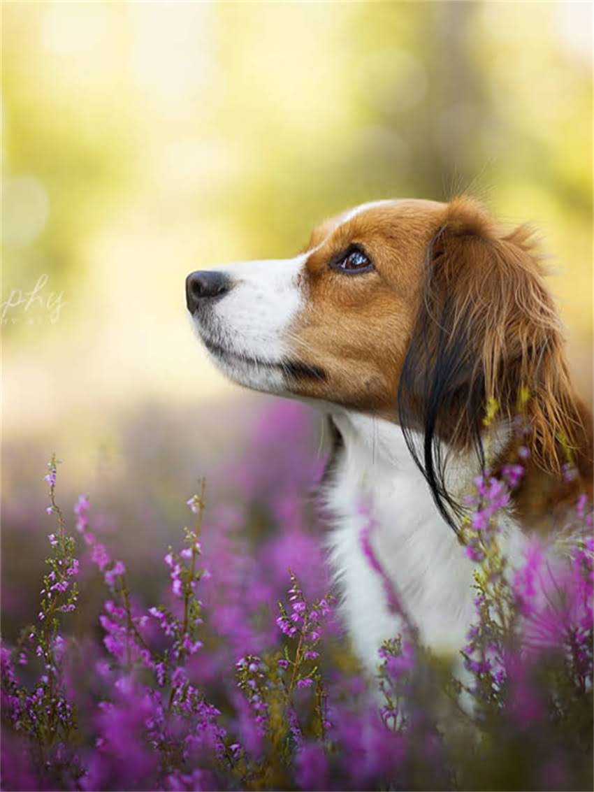 图片 如何辨别纯种西施犬：最新认证指南与饲养要点1.jpg