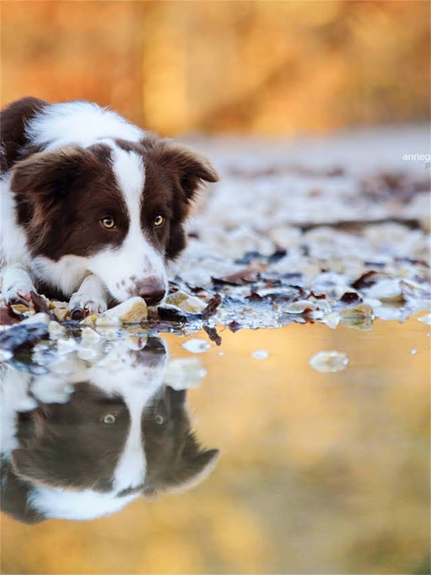 图片 如何高效训练德牧随行：5个科学方法与常见误区全.jpg