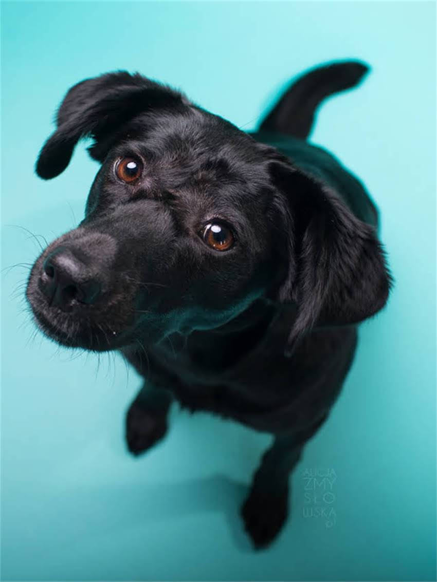 图片 如何高效训练德牧随行：5个科学方法与常见误区全1.jpg