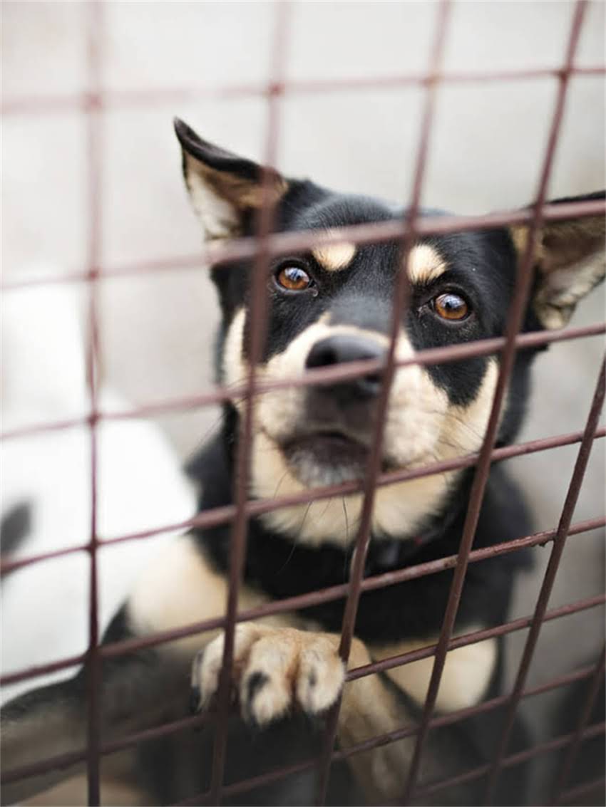 图片 如何高效训练德牧随行：5个科学方法与常见误区全2.jpg