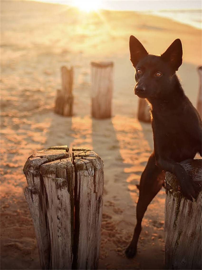 图片 威尔士柯基犬智商排名：智商高不高？训练攻略与饲养指南.jpg