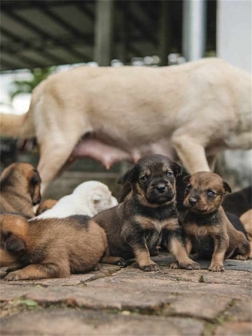 图片 孕期母犬营养指南：科学选择狗粮与喂养注意事项全.jpg