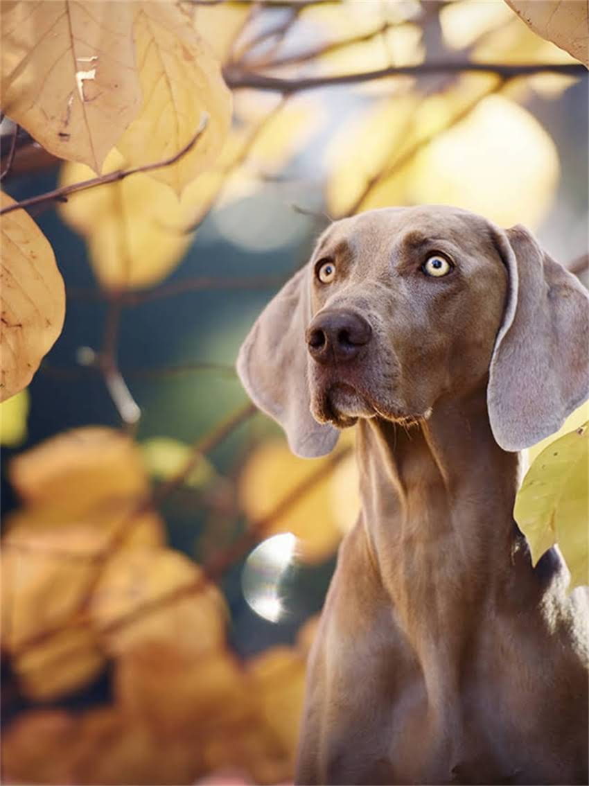 图片 孕期母犬营养指南：科学选择狗粮与喂养注意事项全2.jpg