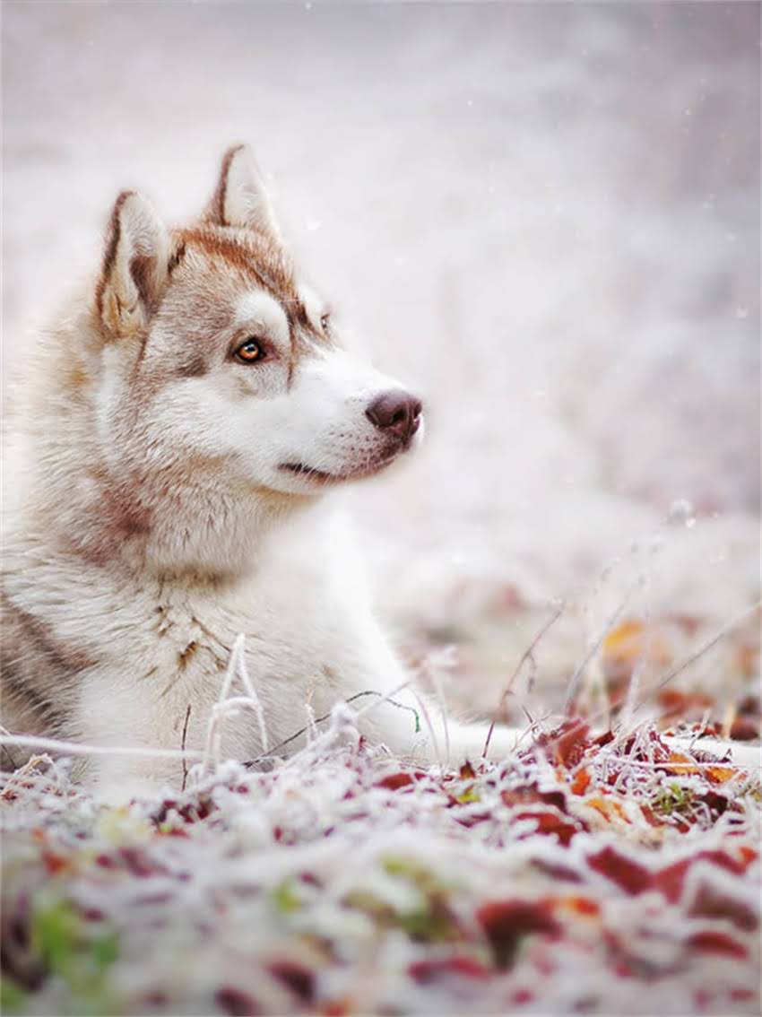 图片 孕猫只吃猫粮怎么办？3大营养补充方案+科学喂养指南（附食谱）.jpg