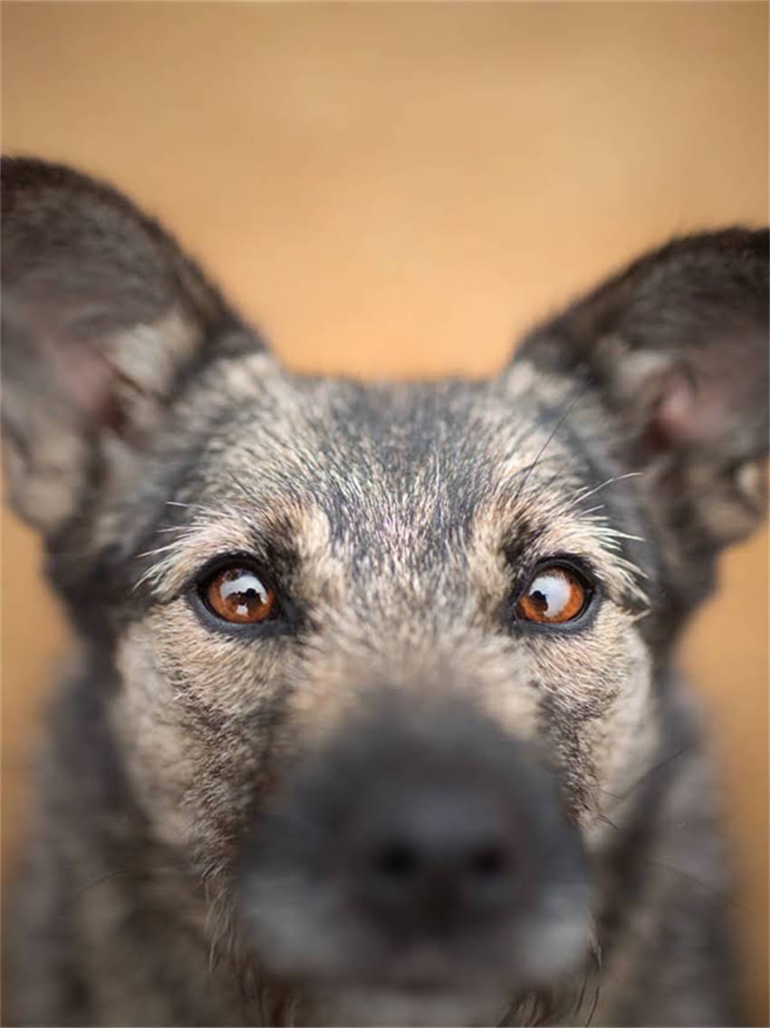 图片 孕猫只吃猫粮怎么办？3大营养补充方案+科学喂养指南（附食谱）1.jpg