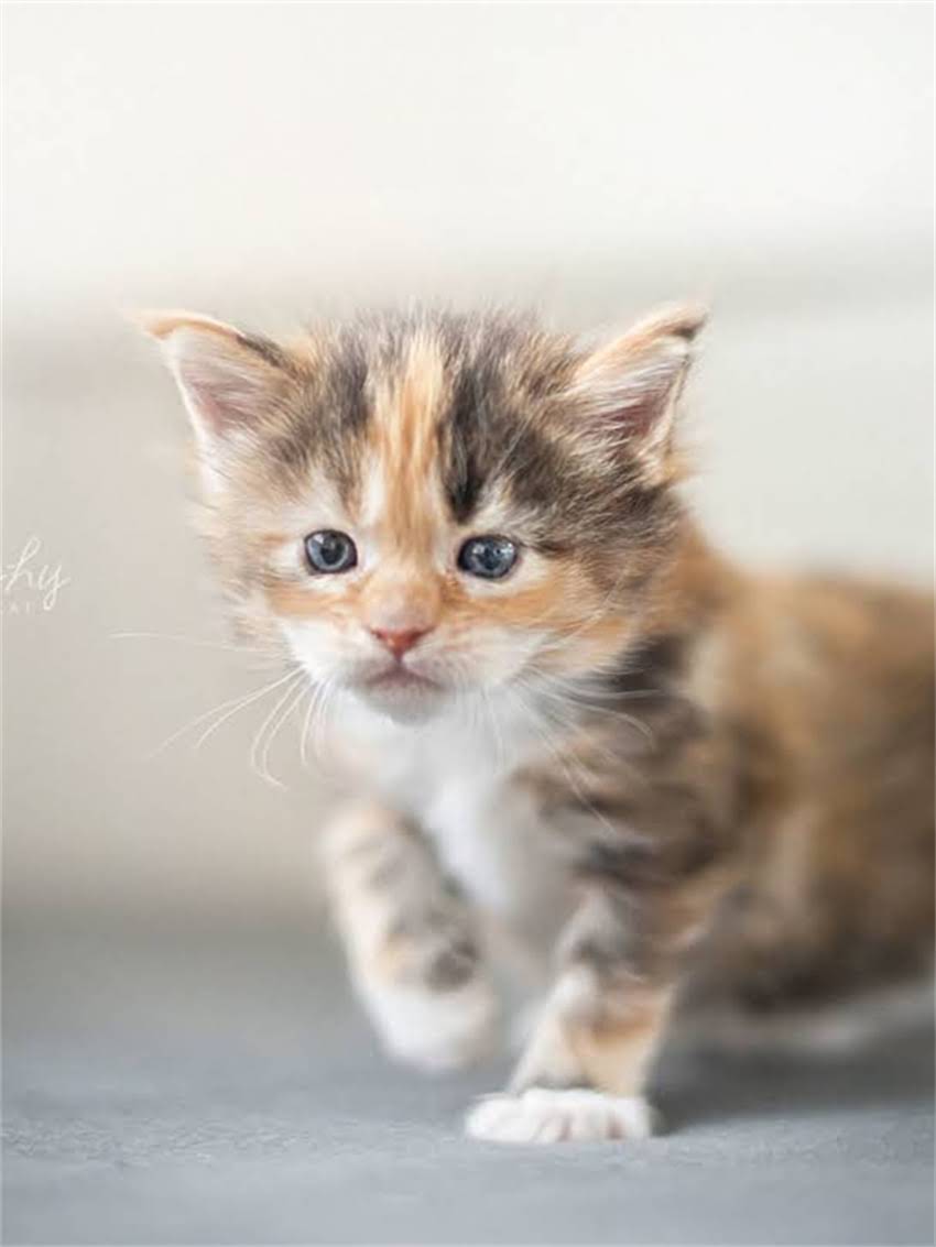 图片 孕猫只吃猫粮怎么办？3大营养补充方案+科学喂养指南（附食谱）2.jpg