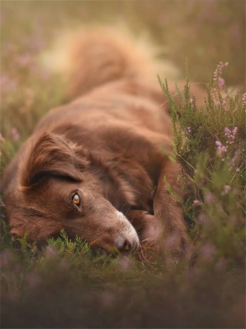图片 安全预警阿拉斯加幼犬误食西红柿的生死24小时：中毒症状识别与家庭急救指南（附兽医权威建议）.jpg