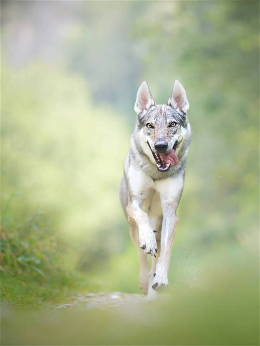 图片 安全预警阿拉斯加幼犬误食西红柿的生死24小时：中毒症状识别与家庭急救指南（附兽医权威建议）1.jpg