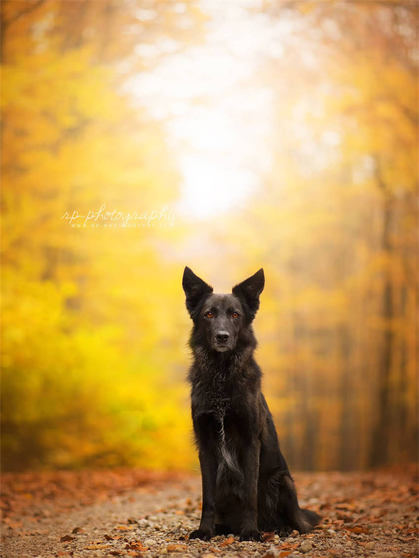 图片 安全预警阿拉斯加幼犬误食西红柿的生死24小时：中毒症状识别与家庭急救指南（附兽医权威建议）2.jpg