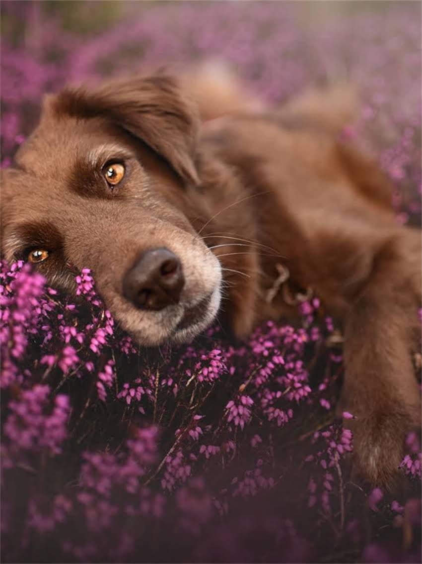 图片 完整教程：阿拉斯加犬修剪指甲的正确方法与注意事项（附图解）1.jpg