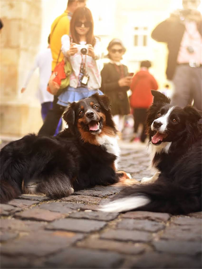 图片 宝路幼犬狗粮泡水比例及科学喂养指南：幼犬泡水后口感提升与营养吸收全.jpg