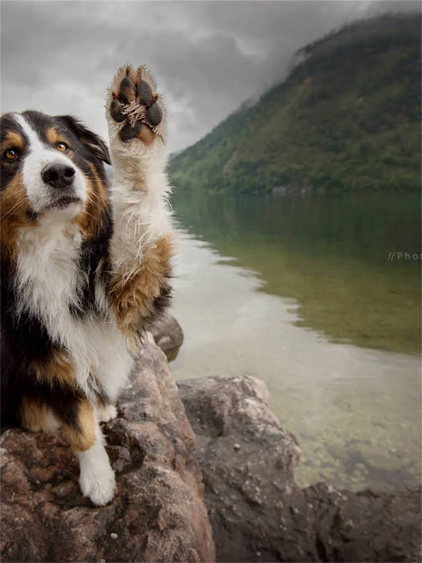 图片 宝路幼犬狗粮泡水比例及科学喂养指南：幼犬泡水后口感提升与营养吸收全2.jpg