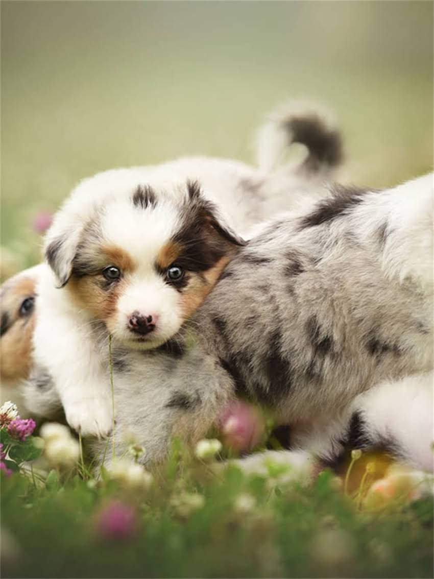 图片 宠物兔训练全攻略：幼兔、成兔、老年兔不同阶段训练指南（附科学方法+常见问题解答）.jpg