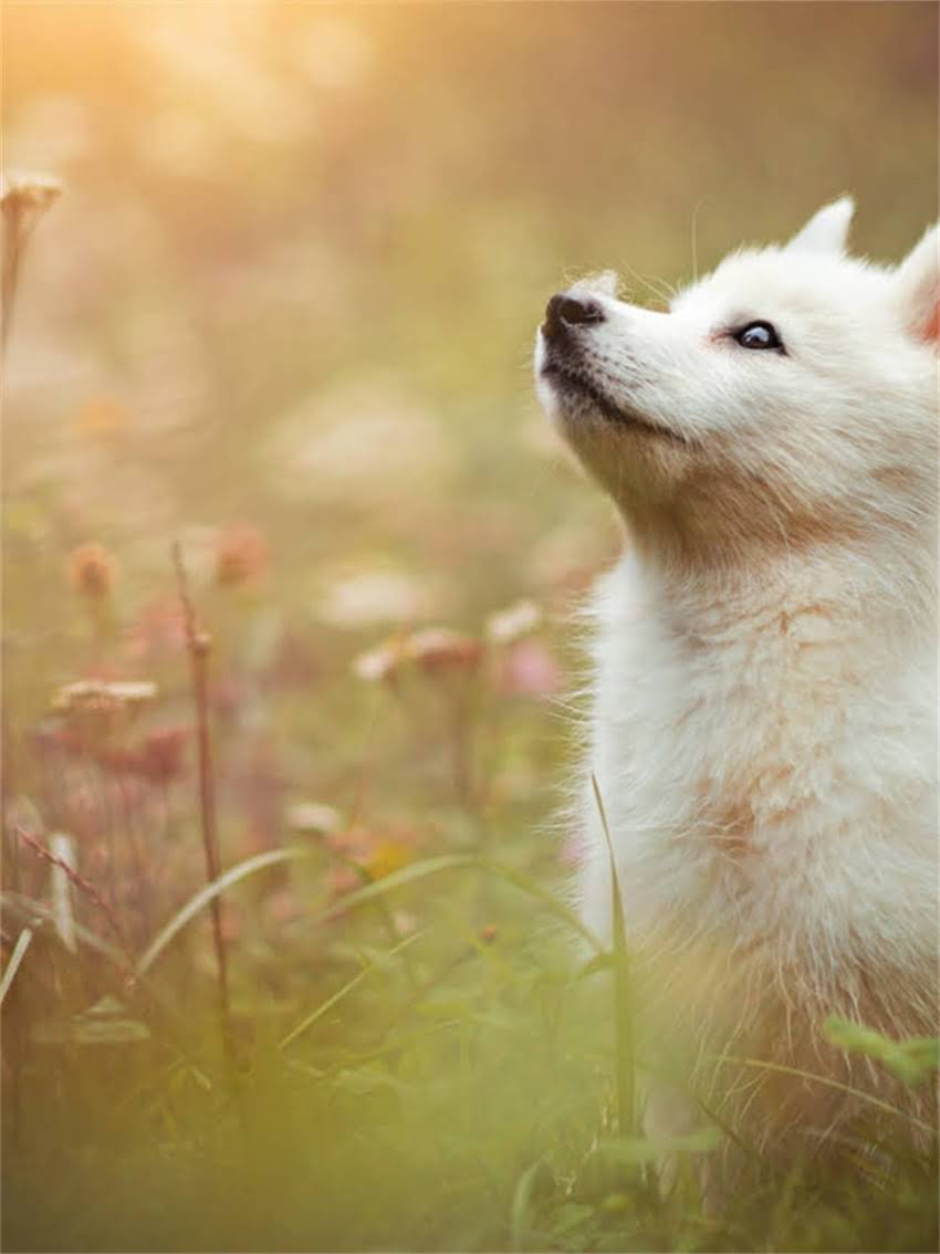 图片 宠物兔训练全攻略：幼兔、成兔、老年兔不同阶段训练指南（附科学方法+常见问题解答）1.jpg