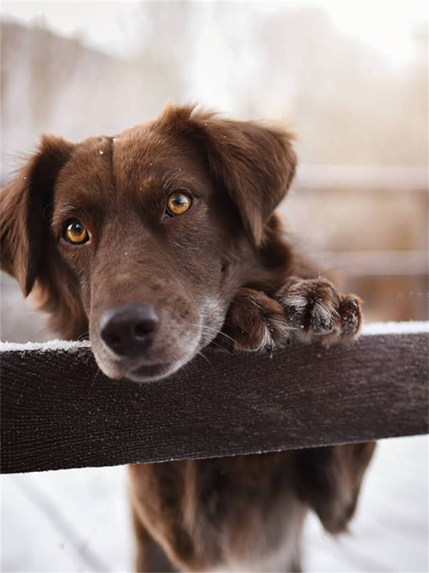 图片 宠物兔训练全攻略：幼兔、成兔、老年兔不同阶段训练指南（附科学方法+常见问题解答）2.jpg
