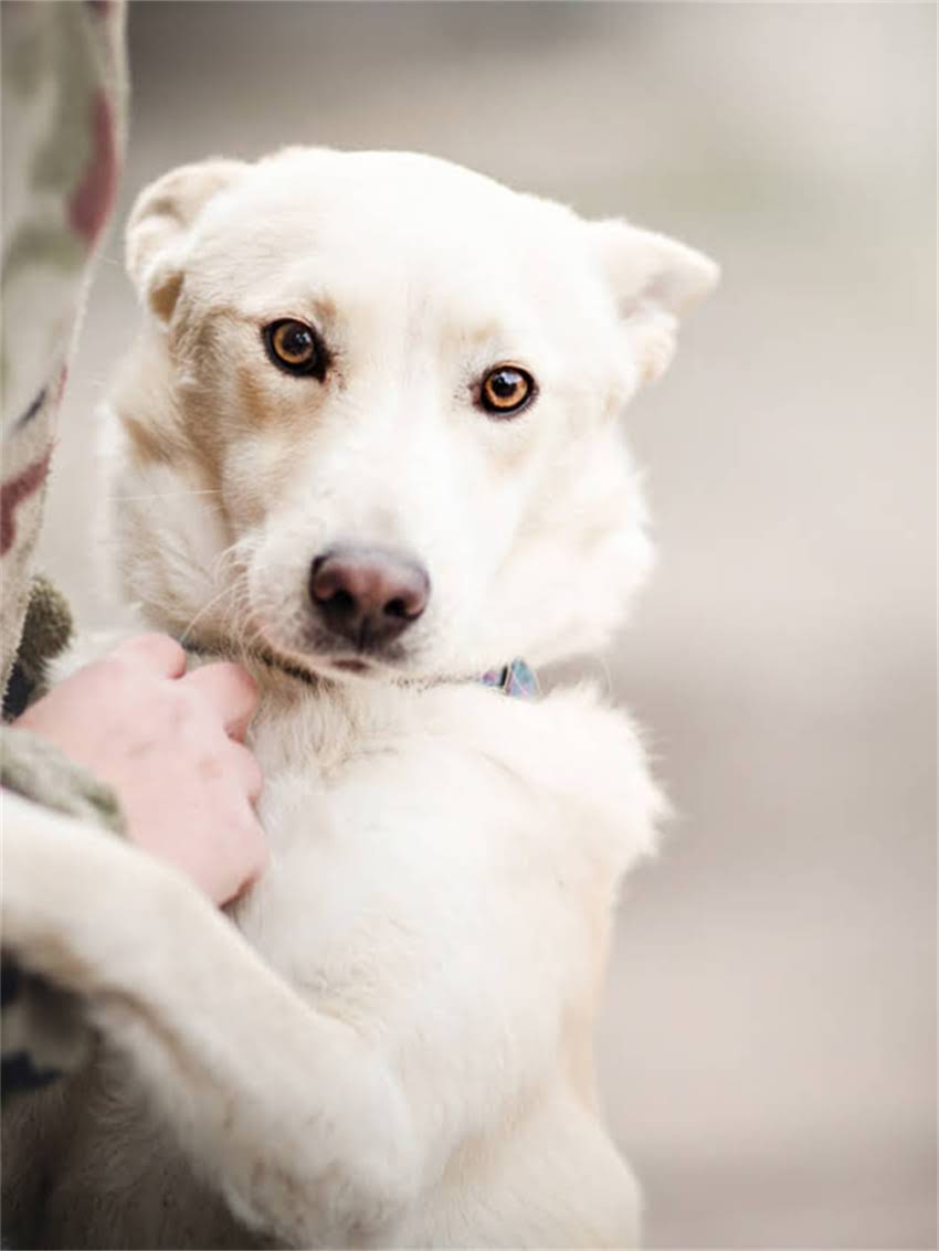 图片 宠物吉娃娃训练全攻略：从幼犬到成犬的12周科学养宠指南2.jpg