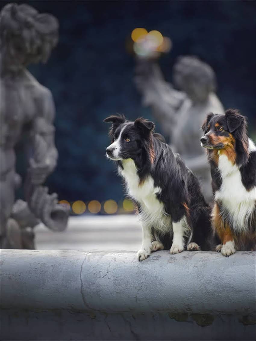 图片 宠物幼犬疫苗全攻略：科学接种流程、注意事项与常见问题解答（附疫苗时间表）2.jpg